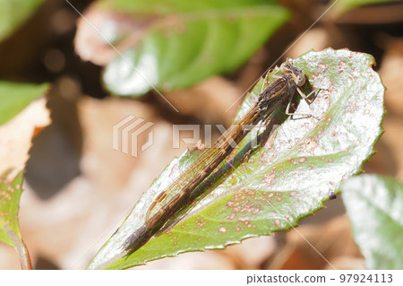 Otsumombo (female) 97924113
