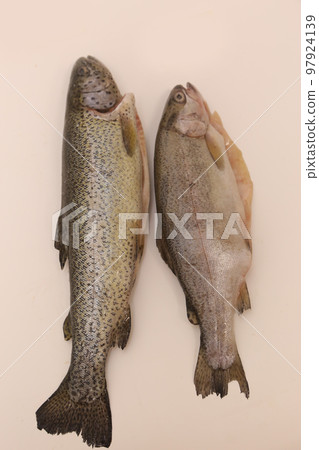 raw salmon fish in row closeup photo raw salmon fish in row closeup photo 97924139