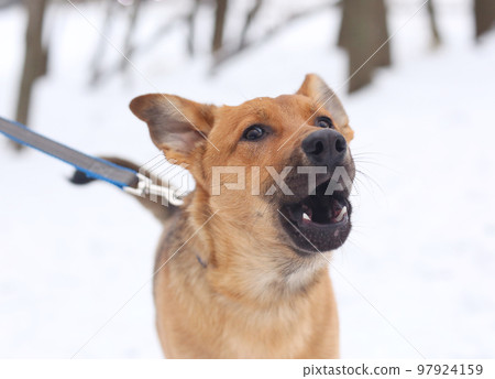 fawn dog closeup photo on snowy white background fawn dog closeup photo on snowy white background 97924159
