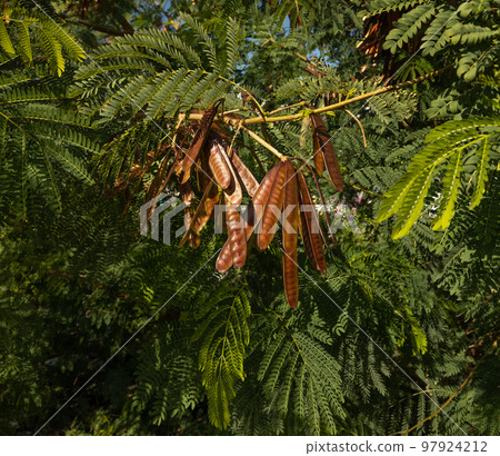 green lush branches of leucaena with seeds.acacia. wallpaper green lush branches of leucaena with seeds.acacia. wallpaper 97924212