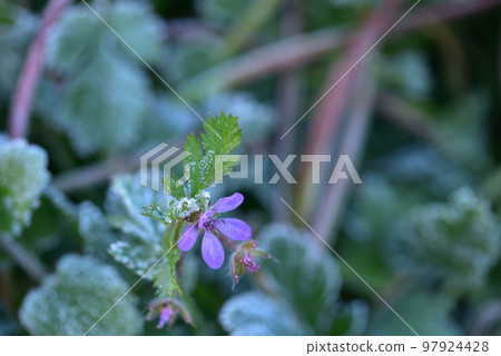 Hakushu Town, Hokuto City, frost flowers on the weeds on a cold morning Hakushu Town, Hokuto City, frost flowers on the weeds on a cold morning 97924428