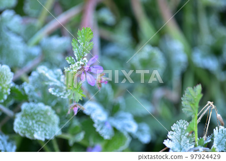 北斗市白州町寒冷的早晨野草上的霜花 北斗市白州町寒冷的早晨野草上的霜花 97924429