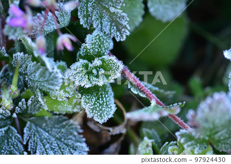Hakushu Town, Hokuto City, frost flowers on the weeds on a cold morning Hakushu Town, Hokuto City, frost flowers on the weeds on a cold morning 97924430