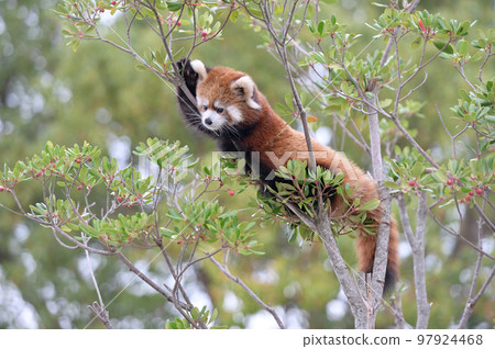 小熊貓幼崽 97924468