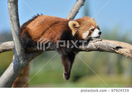 小熊貓幼崽 97924559