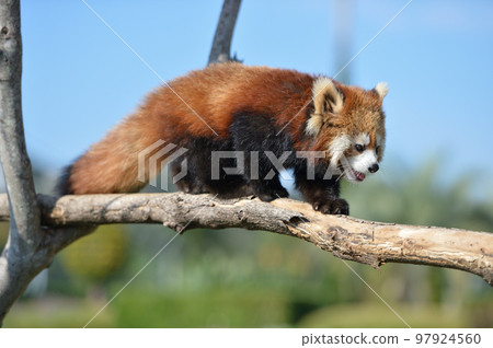 red panda cub 97924560