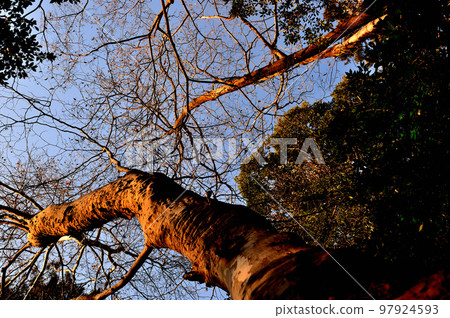 Deciduous tree, winter sycamore tree 97924593