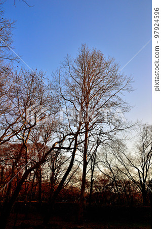 Deciduous tree, winter sycamore tree Deciduous tree, winter sycamore tree 97924596