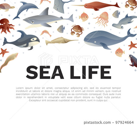 Sea Life and Creature Banner Design Vector Template 97924664