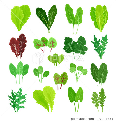 Set of green salad leaves and herbs. Green arugula, spinach, basil, and lettuce leaf cartoon vector 97924734
