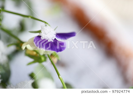 Snow piled up on a group of violas [close-up] 97924774