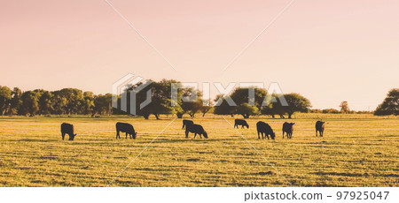 Cattle in Argentine countryside,La Pampa Province, Argentina. Cattle in Argentine countryside,La Pampa Province, Argentina. 97925047