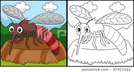 Mosquito Animal Coloring Page Colored Illustration 97925501