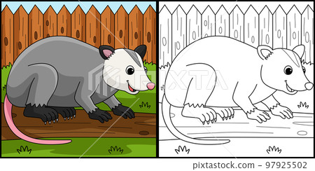 Opossum Animal Coloring Page Colored Illustration 97925502