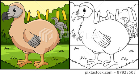 Dodo Animal Coloring Page Colored Illustration Dodo Animal Coloring Page Colored Illustration 97925505