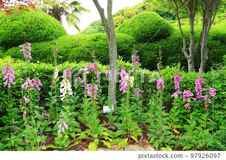 Oedo, Botania, Geoje Island, Island, Park, Garden, Beautiful, Landscape, Island, Oedo, Botania, Geoje Island, Island, Park, Garden, Beautiful, Landscape, Island, 97926097