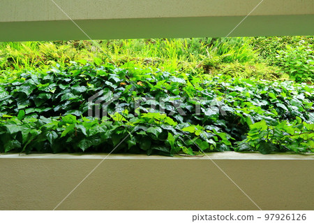 Oedo, Botania, Geoje Island, Island, Park, Garden, Beautiful, Landscape, Island, Oedo, Botania, Geoje Island, Island, Park, Garden, Beautiful, Landscape, Island, 97926126