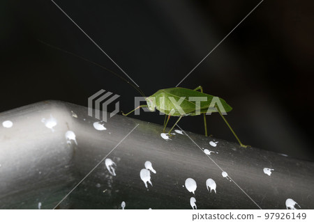 Powered by Discuz! Powered by Discuz! 97926149