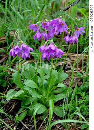 Hokkaido Daisetsuzan Susoaidaira trekking primrose close-up Hokkaido Daisetsuzan Susoaidaira trekking primrose close-up 97926205