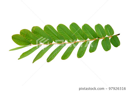 Senna alata green leaves 97926316