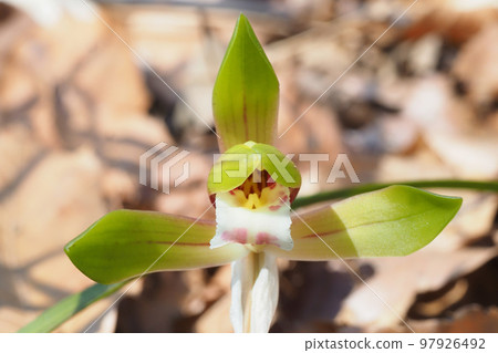 Flower of Shuran Flower of Shuran 97926492