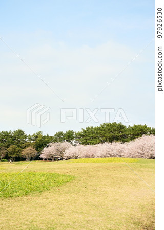 廣闊的場地盛開的染井吉野櫻花 廣闊的場地盛開的染井吉野櫻花 97926530