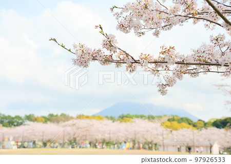 染井吉野櫻花盛開的春天公園 染井吉野櫻花盛開的春天公園 97926533