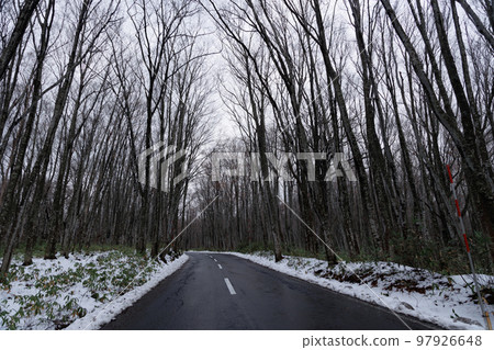 Hakkoda beech secondary forest (Aomori Prefecture) winter 97926648