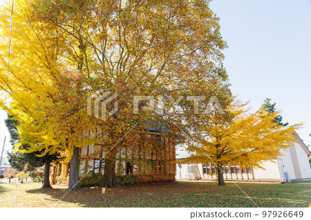 Western-style building with ginkgo and ivy leaves (Aomori Prefecture) 97926649