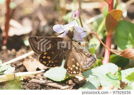 Miyamaseeri (male) sucking nectar from violet flowers Miyamaseeri (male) sucking nectar from violet flowers 97926836