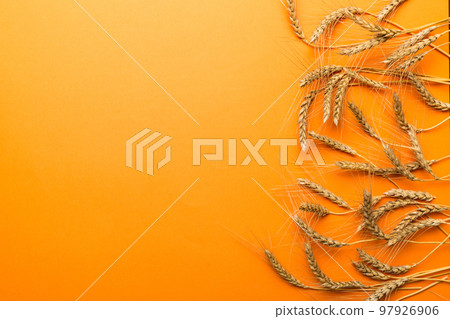 Sheaf of wheat ears close up and seeds on colored background. Natural cereal plant, harvest time concept. Top view, flat lay with copy space. world wheat crisis 97926906