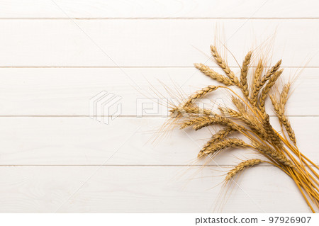 Sheaf of wheat ears close up and seeds on colored background. Natural cereal plant, harvest time concept. Top view, flat lay with copy space. world wheat crisis Sheaf of wheat ears close up and seeds on colored background. Natural cereal plant, harvest time concept. Top view, flat lay with copy space. world wheat crisis 97926907