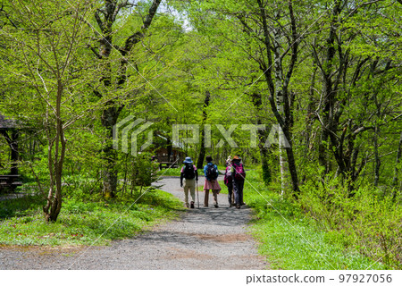 Fresh green Kamikochi [walking course] 97927056