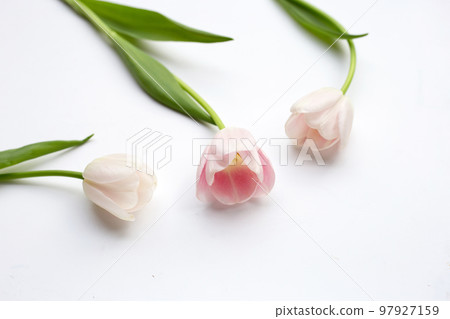 White pink tulips on white background. White pink tulips on white background. 97927159
