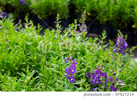 Beautiful angelonia goyazensis benth in the park 97927214