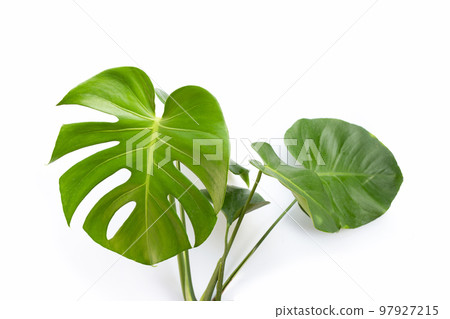 Monstera leaves on white background. Monstera leaves on white background. 97927215