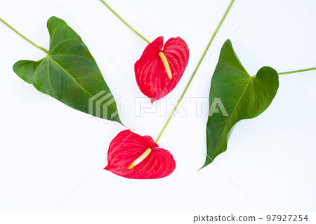 Flamingo flower or pigtail anthurium 97927254