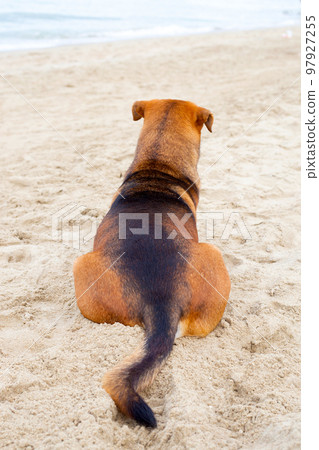 A happy dog relaxing on the beach. summer concept 97927255