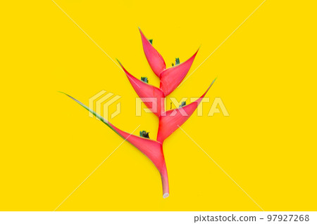 Heliconia orthotricha cv. Imperial, Red flower Heliconia orthotricha cv. Imperial, Red flower 97927268