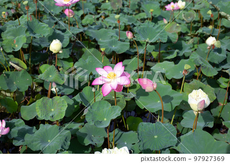 Pink lotus flower blooming in pond with green leaves Pink lotus flower blooming in pond with green leaves 97927369