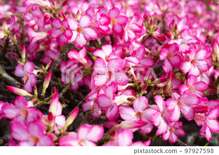 Pink adenium obesum flowers in the garden 97927598
