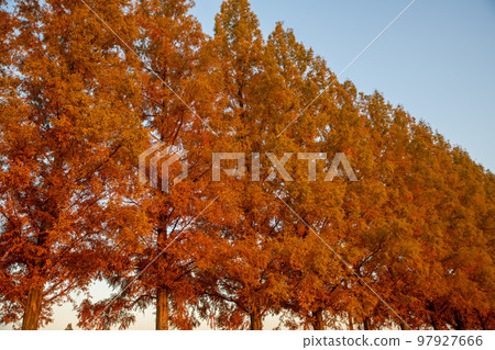 A row of metasequoia trees illuminated by the setting sun in late autumn on the Arakawa riverbed A row of metasequoia trees illuminated by the setting sun in late autumn on the Arakawa riverbed 97927666