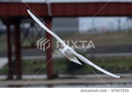 seagull seagull 97927830