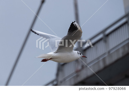 seagull seagull 97928066
