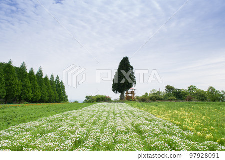 North ball blooming plateau North ball blooming plateau 97928091