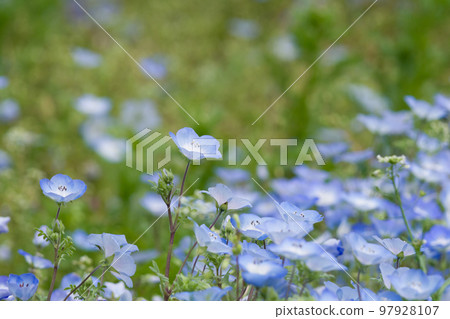 Close-up of Nemophila (Menjessy) Close-up of Nemophila (Menjessy) 97928107