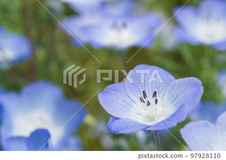 Nemophila (Menjessy) 特寫 Nemophila (Menjessy) 特寫 97928110