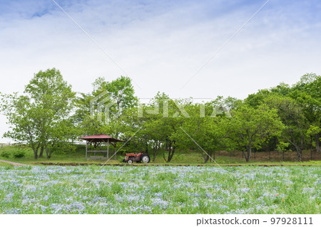 Nemophila (Menjessi) 盛開的高原 Nemophila (Menjessi) 盛開的高原 97928111
