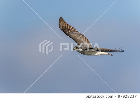 Northern goshawk flying majestically against the blue sky Northern goshawk flying majestically against the blue sky 97928237