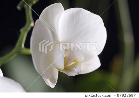 Phalaenopsis orchid close-up 97928697
